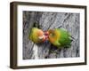 Close-Up of a Pair of Lovebirds, Ndutu, Ngorongoro, Tanzania-null-Framed Photographic Print