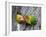 Close-Up of a Pair of Lovebirds, Ndutu, Ngorongoro, Tanzania-null-Framed Photographic Print