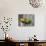 Close-Up of a Pair of Lovebirds, Ndutu, Ngorongoro, Tanzania-null-Photographic Print displayed on a wall