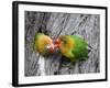 Close-Up of a Pair of Lovebirds, Ndutu, Ngorongoro, Tanzania-null-Framed Photographic Print