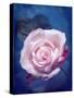 Close-Up of a Pale Pink Rose on Blue Background-Alaya Gadeh-Stretched Canvas