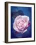 Close-Up of a Pale Pink Rose on Blue Background-Alaya Gadeh-Framed Photographic Print