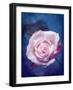 Close-Up of a Pale Pink Rose on Blue Background-Alaya Gadeh-Framed Photographic Print