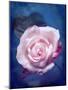 Close-Up of a Pale Pink Rose on Blue Background-Alaya Gadeh-Mounted Photographic Print