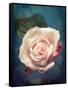 Close-Up of a Pale Pink Rose-Alaya Gadeh-Framed Stretched Canvas
