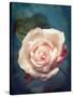 Close-Up of a Pale Pink Rose-Alaya Gadeh-Stretched Canvas