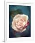 Close-Up of a Pale Pink Rose-Alaya Gadeh-Framed Photographic Print