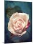 Close-Up of a Pale Pink Rose-Alaya Gadeh-Mounted Photographic Print