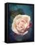 Close-Up of a Pale Pink Rose-Alaya Gadeh-Framed Stretched Canvas