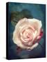 Close-Up of a Pale Pink Rose-Alaya Gadeh-Stretched Canvas