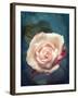 Close-Up of a Pale Pink Rose-Alaya Gadeh-Framed Photographic Print