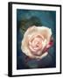 Close-Up of a Pale Pink Rose-Alaya Gadeh-Framed Photographic Print