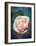 Close-Up of a Pale Pink Rose-Alaya Gadeh-Framed Photographic Print