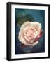 Close-Up of a Pale Pink Rose-Alaya Gadeh-Framed Photographic Print