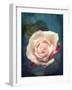 Close-Up of a Pale Pink Rose-Alaya Gadeh-Framed Photographic Print