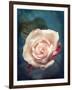 Close-Up of a Pale Pink Rose-Alaya Gadeh-Framed Photographic Print