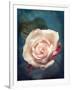 Close-Up of a Pale Pink Rose-Alaya Gadeh-Framed Photographic Print