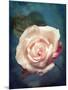 Close-Up of a Pale Pink Rose-Alaya Gadeh-Mounted Photographic Print