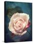 Close-Up of a Pale Pink Rose-Alaya Gadeh-Stretched Canvas