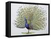 Close-Up of a Peacock Dancing (Balearica Regulorum)-null-Framed Stretched Canvas