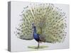 Close-Up of a Peacock Dancing (Balearica Regulorum)-null-Stretched Canvas