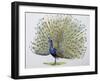 Close-Up of a Peacock Dancing (Balearica Regulorum)-null-Framed Giclee Print