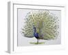 Close-Up of a Peacock Dancing (Balearica Regulorum)-null-Framed Giclee Print