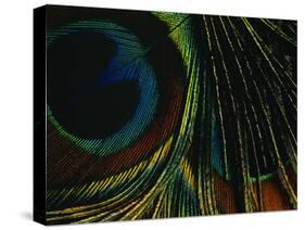 Close-up of a Peacock Feather-null-Stretched Canvas