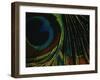 Close-up of a Peacock Feather-null-Framed Premium Photographic Print