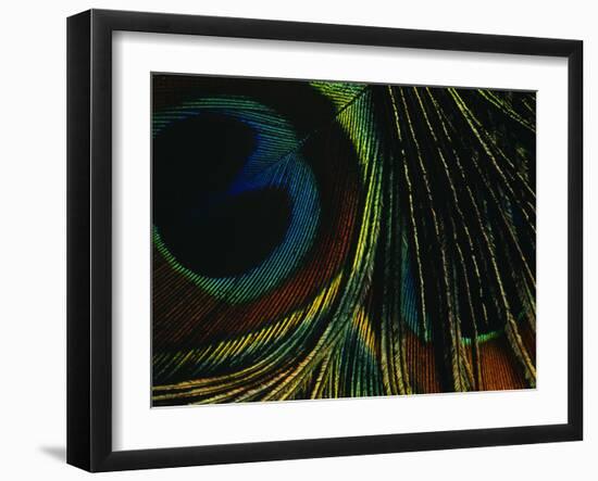 Close-up of a Peacock Feather-null-Framed Premium Photographic Print