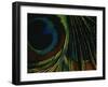 Close-up of a Peacock Feather-null-Framed Premium Photographic Print