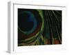 Close-up of a Peacock Feather-null-Framed Premium Photographic Print