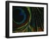 Close-up of a Peacock Feather-null-Framed Photographic Print