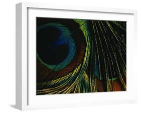 Close-up of a Peacock Feather-null-Framed Photographic Print