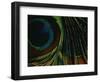 Close-up of a Peacock Feather-null-Framed Photographic Print