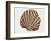 Close-Up of a Pearl Oyster (Pteria Margaritifera)-null-Framed Giclee Print