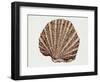 Close-Up of a Pearl Oyster (Pteria Margaritifera)-null-Framed Giclee Print