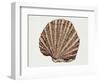 Close-Up of a Pearl Oyster (Pteria Margaritifera)-null-Framed Giclee Print