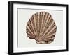 Close-Up of a Pearl Oyster (Pteria Margaritifera)-null-Framed Giclee Print