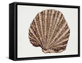 Close-Up of a Pearl Oyster (Pteria Margaritifera)-null-Framed Stretched Canvas