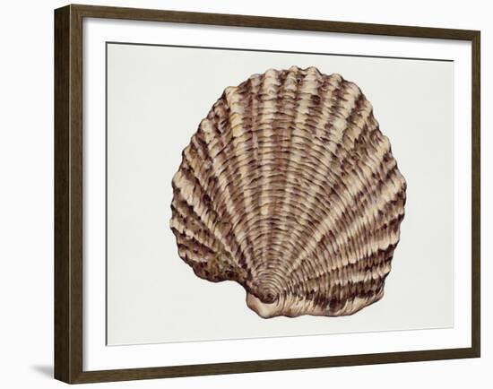 Close-Up of a Pearl Oyster (Pteria Margaritifera)-null-Framed Giclee Print