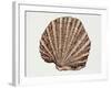 Close-Up of a Pearl Oyster (Pteria Margaritifera)-null-Framed Giclee Print