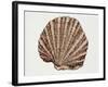 Close-Up of a Pearl Oyster (Pteria Margaritifera)-null-Framed Giclee Print