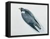 Close-Up of a Peregrine Falcon Flying (Falco Peregrinus)-null-Framed Stretched Canvas