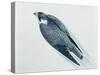 Close-Up of a Peregrine Falcon Flying (Falco Peregrinus)-null-Stretched Canvas