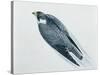 Close-Up of a Peregrine Falcon Flying (Falco Peregrinus)-null-Stretched Canvas