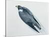 Close-Up of a Peregrine Falcon Flying (Falco Peregrinus)-null-Stretched Canvas