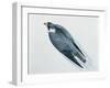 Close-Up of a Peregrine Falcon Flying (Falco Peregrinus)-null-Framed Giclee Print