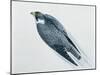Close-Up of a Peregrine Falcon Flying (Falco Peregrinus)-null-Mounted Giclee Print