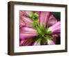 Close-up of a pink blossom.-Julie Eggers-Framed Photographic Print